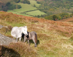 Dartmoor Ponies