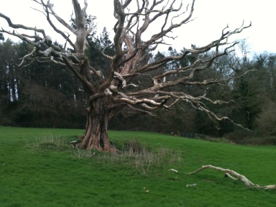 DeadOak